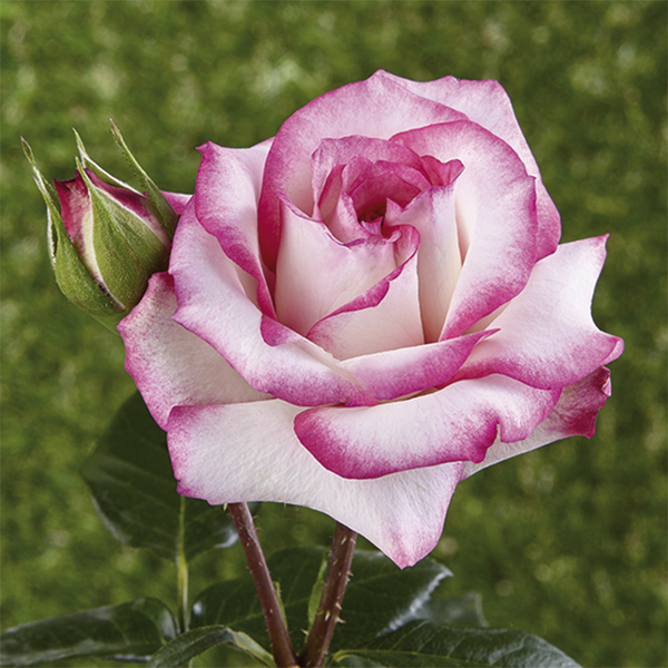 Rosa rampicante