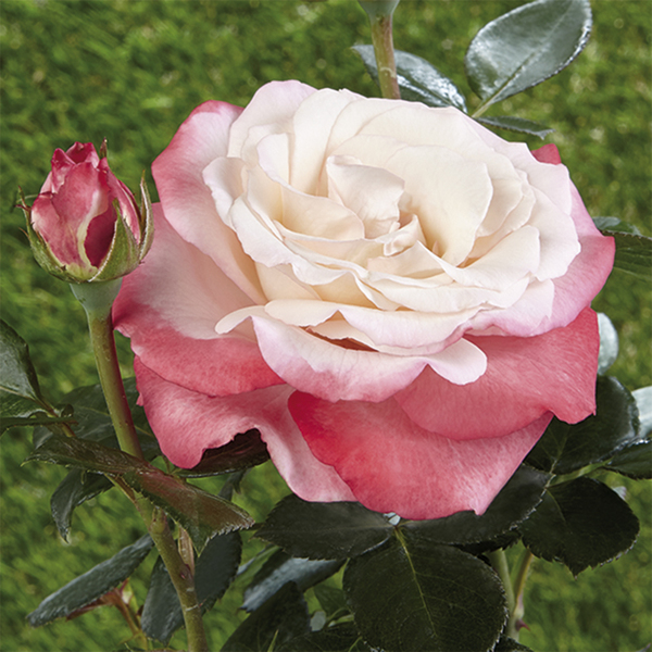 Rose da aiuola